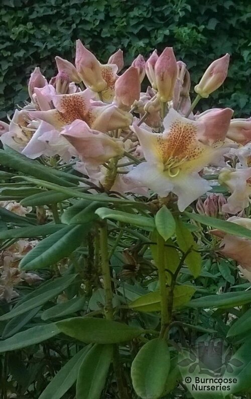 RHODODENDRON 'Bernstein'  