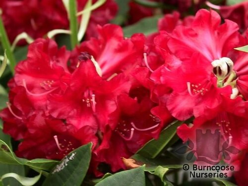 RHODODENDRON 'Black Magic'  