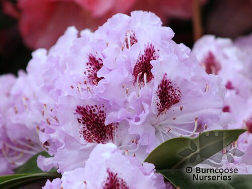 RHODODENDRON 'Blue Peter'  