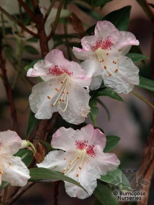 RHODODENDRON 'Bo peep' (pink form)  