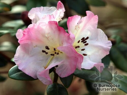 RHODODENDRON 'Bric a brac'  