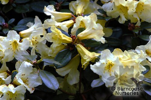 RHODODENDRON burmanicum  