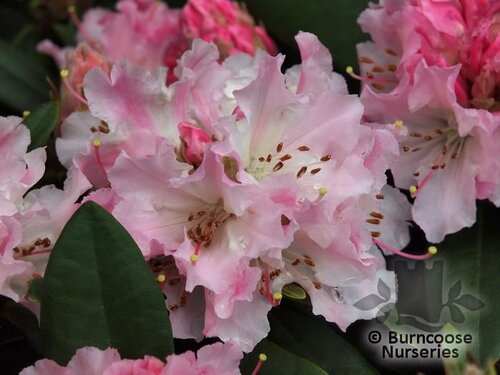 Rhododendron 'Christmas Cheer'