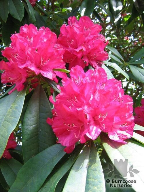 Rhododendron 'Cornish Red'