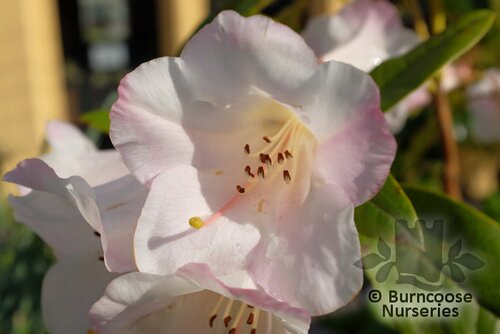 RHODODENDRON 'Countess of Haddington'  
