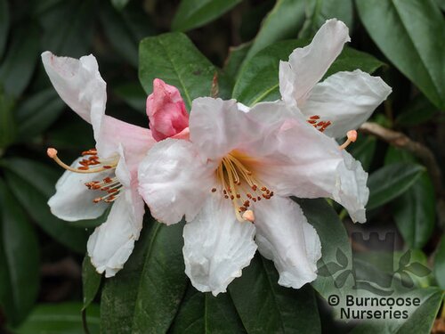 RHODODENDRON crassum  