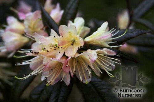 RHODODENDRON 'Crossbill'  