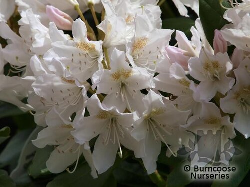 RHODODENDRON 'Cunningham's White'  