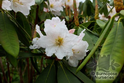 RHODODENDRON decorum  