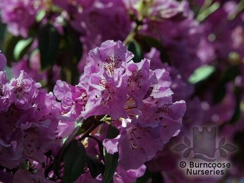 RHODODENDRON desquematum  