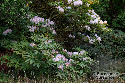 RHODODENDRON   