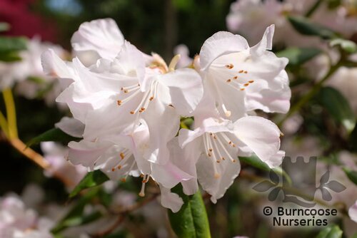RHODODENDRON 'Dora Amateis'  