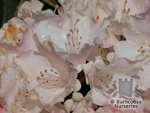 RHODODENDRON 'Dreamland'  