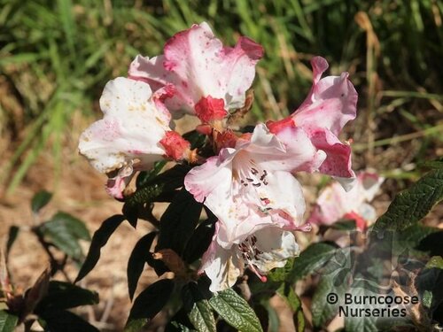 rhododendron russatum rhododendron ferrugineum R. russatum main image 0