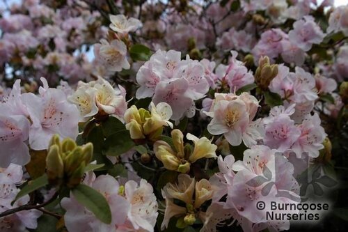 RHODODENDRON 'Emma Williams'  