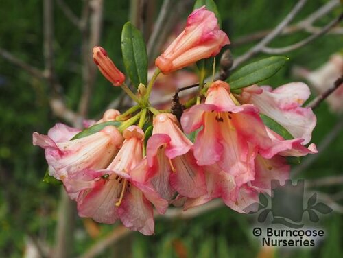 RHODODENDRON floccigerum  