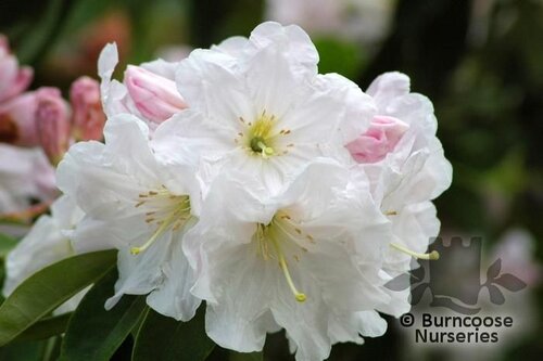 RHODODENDRON fortunei subsp. discolor 