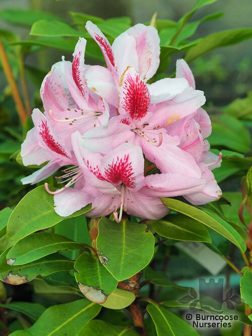RHODODENDRON 'Furnivall's Daughter'  