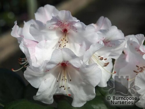 RHODODENDRON 'Gartendirektor Rieger'  