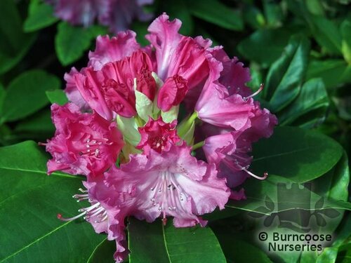 RHODODENDRON 'Germania'  
