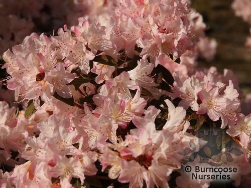 RHODODENDRON 'Ginny Gee'  