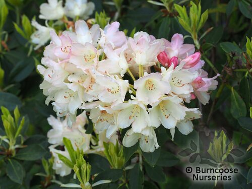 RHODODENDRON 'Golden Torch'  