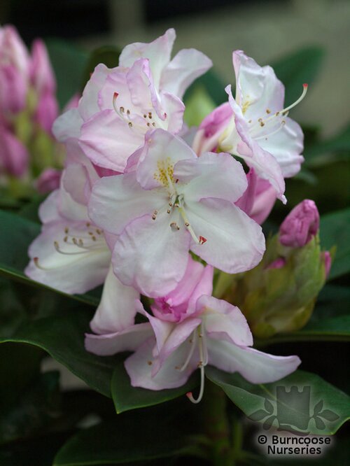 RHODODENDRON 'Gomer Waterer'  