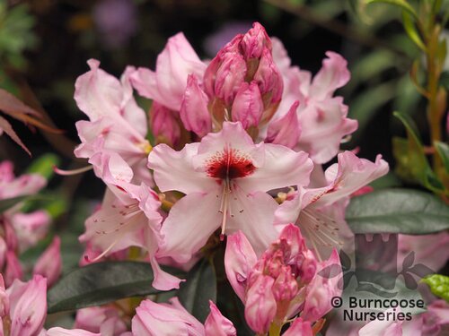 RHODODENDRON 'Graffito'  