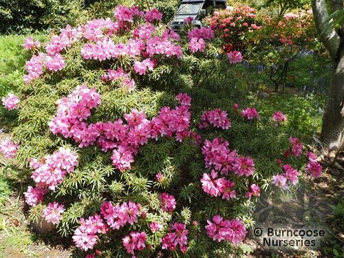 Rhododendron 'Graziella'