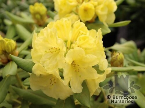 RHODODENDRON 'Hachmann's Finesse'  