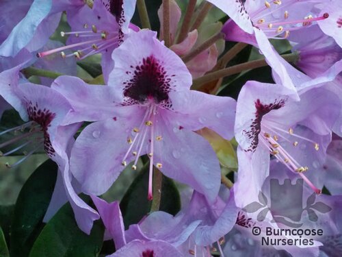 RHODODENDRON 'Hachmann's Metallica'  