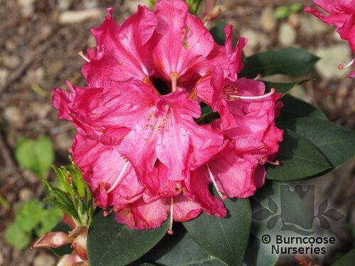 RHODODENDRON 'Hallelujah'  
