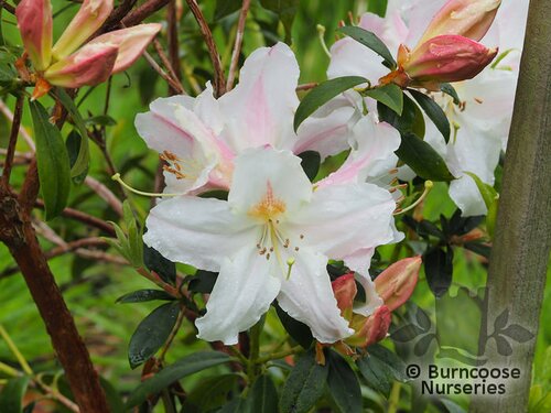 RHODODENDRON 'Harry Tagg'  