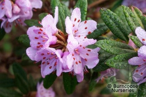 RHODODENDRON hippophaeoides  
