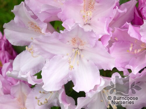 RHODODENDRON 'Hoppy'  