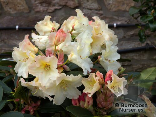 Rhododendron 'Horizon Monarch' from Burncoose Nurseries