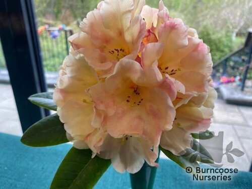 RHODODENDRON 'Invitation'  