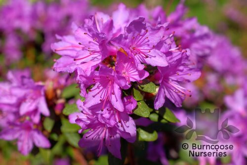 RHODODENDRON 'J.C. Williams'  