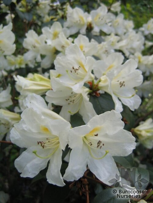 RHODODENDRON johnstoneanum  