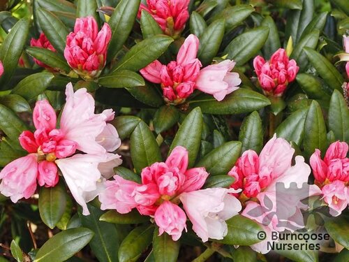 RHODODENDRON 'Koichiro Wada'  