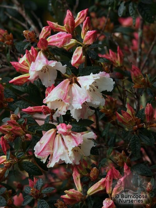 RHODODENDRON 'Lady Alice Fitzwilliam'  