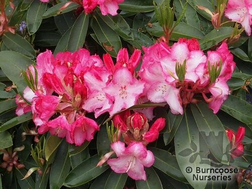 RHODODENDRON 'Lem's Monarch'  