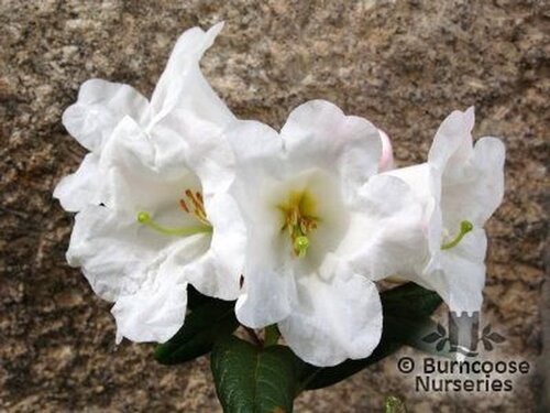 RHODODENDRON lindleyi  