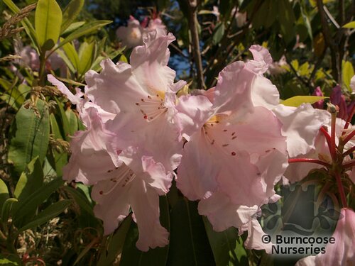 RHODODENDRON loderi 'Pink Diamond' 