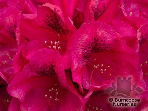 RHODODENDRON 'Lord Roberts'  