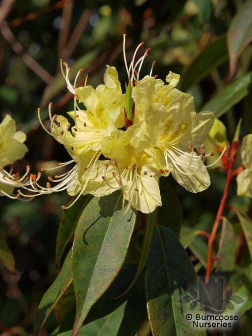 RHODODENDRON lutescens  
