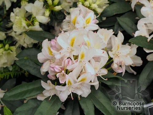 Rhododendron 'Madame Masson' from Burncoose Nurseries RHODODENDRON HYBRIDS |