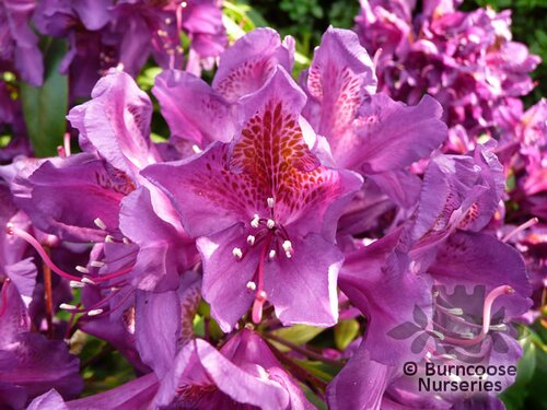 RHODODENDRON 'Marcel Menard'  