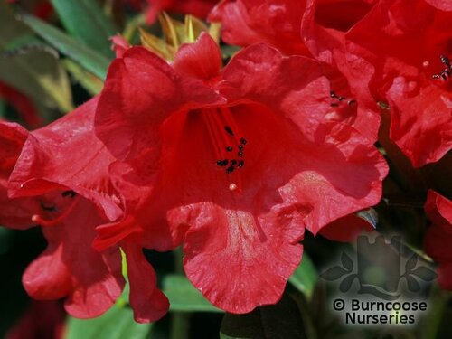 RHODODENDRON 'May Day'  