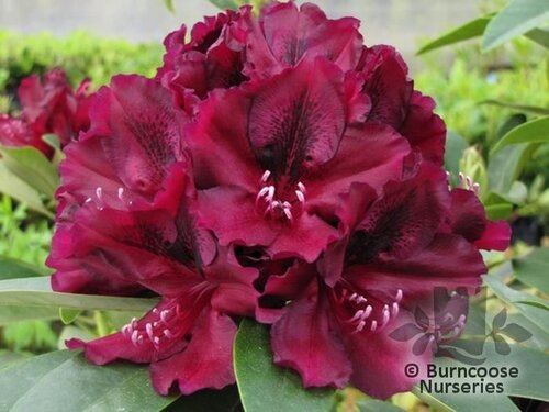 RHODODENDRON 'Midnight Beauty'  